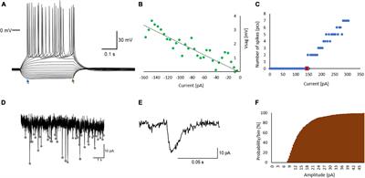 Alterations of the Hippocampal Networks in Valproic Acid-Induced Rat Autism Model